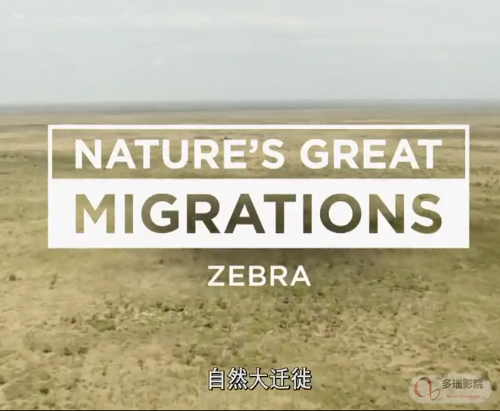 自然大迁徙第大象集